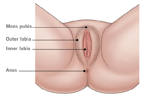 womans anatomy 2