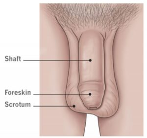 the foreskin
